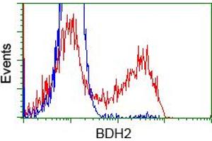 Image no. 2 for anti-3-hydroxybutyrate Dehydrogenase, Type 2 (BDH2) antibody (ABIN1496857) (BDH2 antibody)