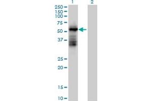 TRIM39 Antikörper  (AA 1-488)