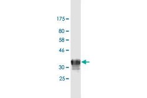 Western Blotting (WB) image for anti-Transferrin Receptor (p90, CD71) (TFRC) (AA 68-168) antibody (ABIN520862)