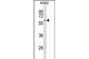 EYA2 Antibody (Center) (ABIN1538098 and ABIN2848741) western blot analysis in K562 cell line lysates (35 μg/lane). (EYA2 antibody  (AA 216-244))