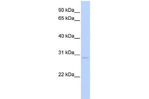 WB Suggested Anti-NR0B2 Antibody Titration:  0. (NR0B2 antibody  (C-Term))
