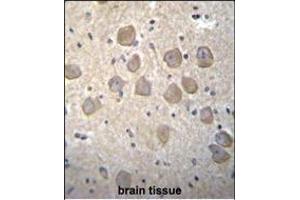 OR4K2 Antibody (C-term) (ABIN655864 and ABIN2845271) immunohistochemistry analysis in formalin fixed and paraffin embedded human brain tissue followed by peroxidase conjugation of the secondary antibody and DAB staining. (OR4K2 antibody  (C-Term))