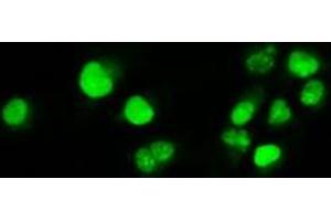 Anti-MYC mouse monoclonal antibody (ABIN2452345) immunofluorescent staining of COS7 cells transiently transfected by pCMV6-ENTRY MYC (RC201611). (c-MYC antibody)