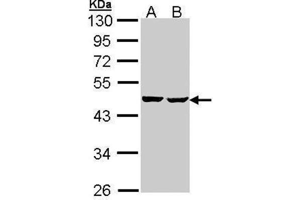 SUCLA2 antibody