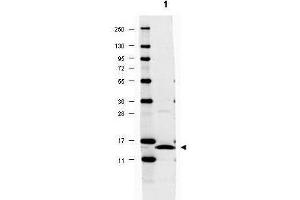 Western blot using  anti-IL-17A antibody shows detection of mouse recombinant IL-17A protein (arrowhead, lane 1). (Interleukin 17a antibody)