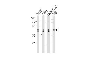 Western blot analysis in 293T,A431,NCI-H292,Raji cell line lysates (35ug/lane). (HNRNPD/AUF1 antibody  (N-Term))