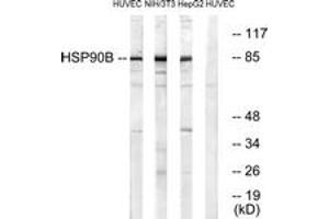 Western blot analysis of extracts from HuvEc/NIH-3T3/HepG2, using HSP90B (Ab-254) Antibody. (HSP90AB1 antibody  (AA 226-275))