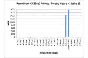 The recombinant H3K36me3 antibody specifically reacts to Histone H3 trimethylated at Lysine 36 (K36me3). (Recombinant Histone 3 antibody  (3meLys36))