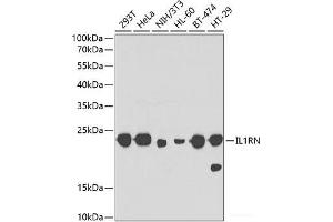 Western blot analysis of extracts of various cell lines using IL1RN Polyclonal Antibody at dilution of 1:1000. (IL1RN antibody)