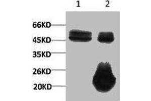 1) Input: Hela Cell Lysate 2) IP product: IP dilute 1:200 (XRCC4 antibody)