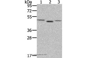 Western blot analysis of NIH/3T3 cell and human placenta tissue, lovo cell, using FGFRL1 Polyclonal Antibody at dilution of 1:400 (FGFRL1 antibody)
