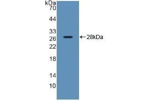 Detection of Recombinant SDF2, Human using Polyclonal Antibody to Stromal Cell Derived Factor 2 (SDF2) (SDF2 antibody  (AA 19-211))