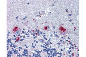 Anti-C14orf1 antibody IHC of human brain, cerebellum. (C14orf1 antibody  (Internal Region))