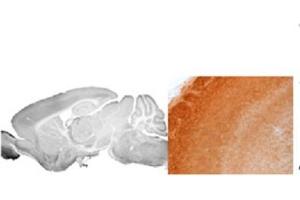 mouse bulbus (GABRA3 antibody  (N-Term))