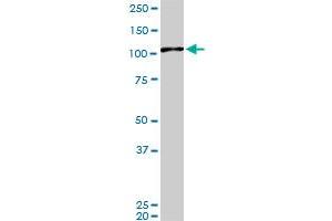 MAPK6 monoclonal antibody (M02), clone 4C11. (MAPK6 antibody  (AA 612-721))
