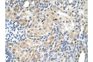 SLC9A9 antibody was used for immunohistochemistry at a concentration of 4-8 ug/ml to stain Epithelial cells of renal tubule (arrows) in Human Kidney. (SLC9A9 antibody)