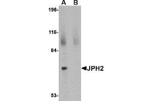 Western Blotting (WB) image for anti-Junctophilin 2 (JPH2) (C-Term) antibody (ABIN1030459)