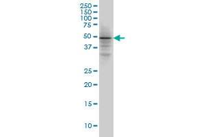 SMAD3 monoclonal antibody (M08), clone 4D4 Western Blot analysis of SMAD3 expression in Hela S3 NE .