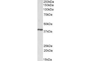 ABIN5539654 (1µg/ml) staining of Pig Testis lysate (35µg protein in RIPA buffer). (PTGR2 antibody  (Internal Region))