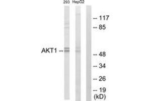 Western blot analysis of extracts from 293 cells/HepG2 cells, using Akt Antibody.