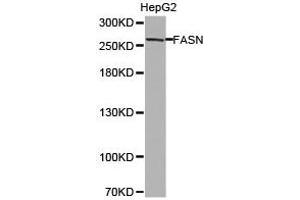 Western Blotting (WB) image for anti-Fatty Acid Synthase (FASN) antibody (ABIN1872662) (Fatty Acid Synthase antibody)