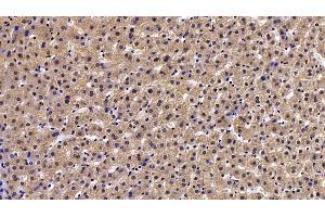 Detection of PON1 in Human Liver Tissue using Polyclonal Antibody to Paraoxonase 1 (PON1) (PON1 antibody  (AA 35-206))