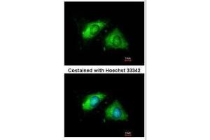 ICC/IF Image Immunofluorescence analysis of methanol-fixed HeLa, using Calnexin, antibody at 1:200 dilution. (Calnexin antibody  (Internal Region))