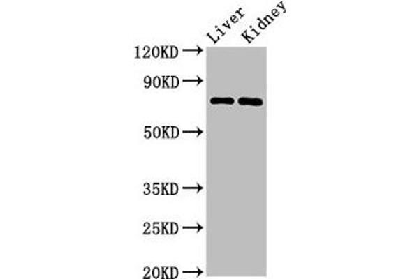 PRDM5 antibody  (AA 29-111)