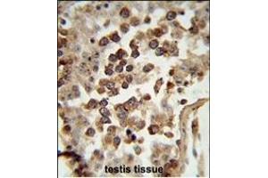 Formalin-fixed and paraffin-embedded human testis tissue reacted with HSPCB Antibody (N-term), which was peroxidase-conjugated to the secondary antibody, followed by DAB staining. (HSP90AB1 antibody  (N-Term))
