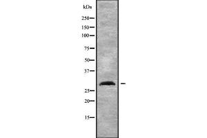 Western blot analysis NXPH2 using K562 whole cell lysates
