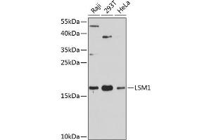 Western blot analysis of extracts of various cell lines, using LSM1 antibody (ABIN6131868, ABIN6143353, ABIN6143354 and ABIN6216476) at 1:3000 dilution. (LSM1 antibody  (AA 1-133))