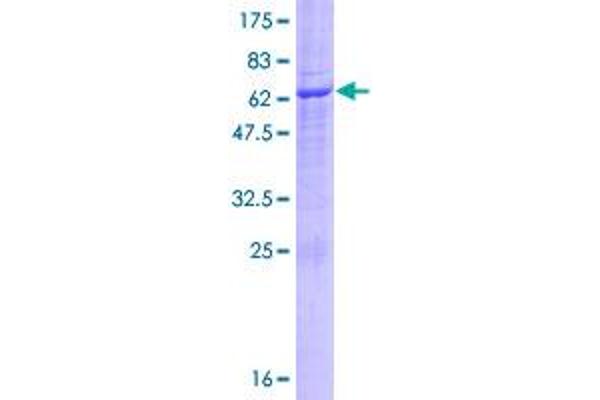 UBXN8 Protein (AA 1-270) (GST tag)