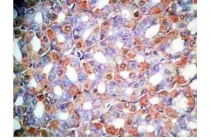 Rat stomach tissue was stained by Rabbit Anti-Orexin A (16-33) (H) Antibody (Orexin A antibody  (amidated))