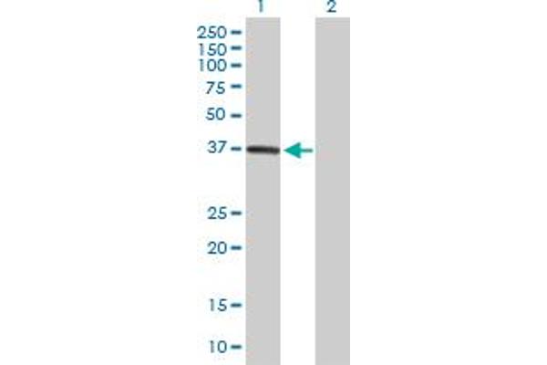 DPH5 antibody  (AA 1-285)