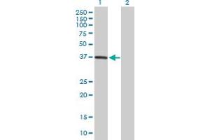 Western Blot analysis of DPH5 expression in transfected 293T cell line by DPH5 MaxPab polyclonal antibody.