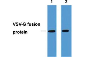 Western Blot analysis of 1 ug VSV-G-tag fusion protein.