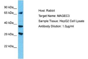 Host: Rabbit Target Name: MAGEC3 Sample Type: HepG2 Whole Cell lysates Antibody Dilution: 1. (MAGEC3 antibody  (C-Term))