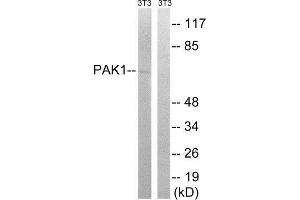 Western Blotting (WB) image for anti-P21-Activated Kinase 1 (PAK1) (Ser204) antibody (ABIN1848246)