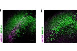 i. (RGS14 antibody  (AA 1-544))