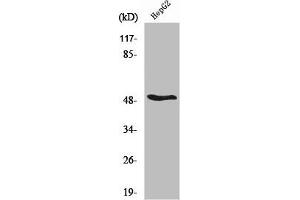 Western Blot analysis of HepG2 cells using RARβ Polyclonal Antibody (Retinoic Acid Receptor beta antibody  (C-Term))