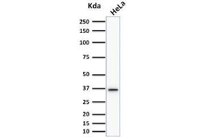 TYMS antibody  (AA 60-174)