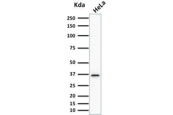 TYMS antibody  (AA 60-174)