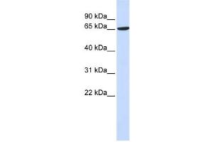 Western Blotting (WB) image for anti-ADAM Metallopeptidase Domain 9 (ADAM9) antibody (ABIN2459015) (ADAM9 antibody)
