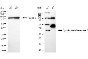 Western blotting analysis using cytochrome b5 reductase 3 antibody (ABIN7798244).