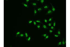 Immunofluorescence analysis of A549 cells using APEX1 antibody. (APEX1 antibody  (AA 1-318))