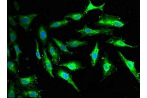 Immunofluorescent analysis of Hela cells using ABIN7154723 at dilution of 1:100 and Alexa Fluor 488-congugated AffiniPure Goat Anti-Rabbit IgG(H+L) (GNaZ antibody  (AA 3-140))