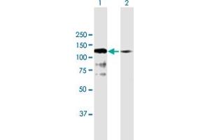 Western Blot analysis of SNX19 expression in transfected 293T cell line by SNX19 MaxPab polyclonal antibody.
