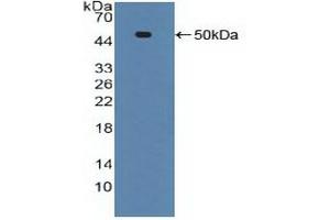 Figure. (TNFRSF1A antibody  (AA 60-236))