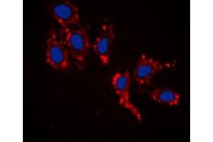 Immunofluorescent analysis of RPL39 staining in HepG2 cells. (RPL39 antibody  (N-Term))