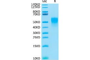 Cynomolgus TNFR2 on Tris-Bis PAGE under reduced condition. (TNFRSF1B Protein (AA 23-257) (His tag))